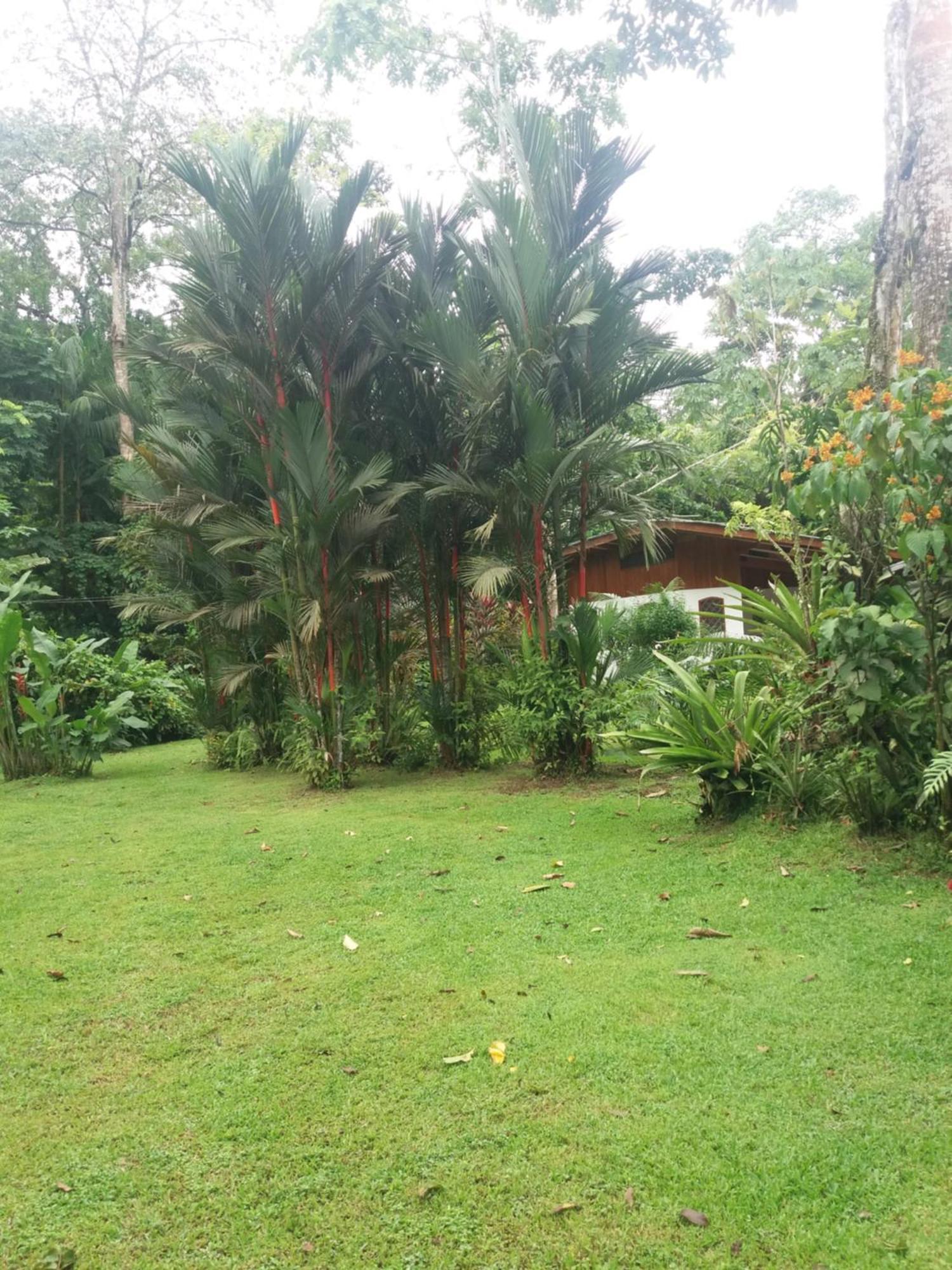 Los Delfines Lodge Puerto Viejo de Talamanca ภายนอก รูปภาพ